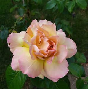 Meet your Posher, Jacqueline